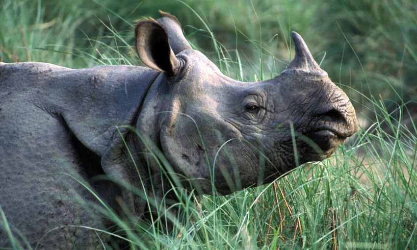 one-horned-rhino