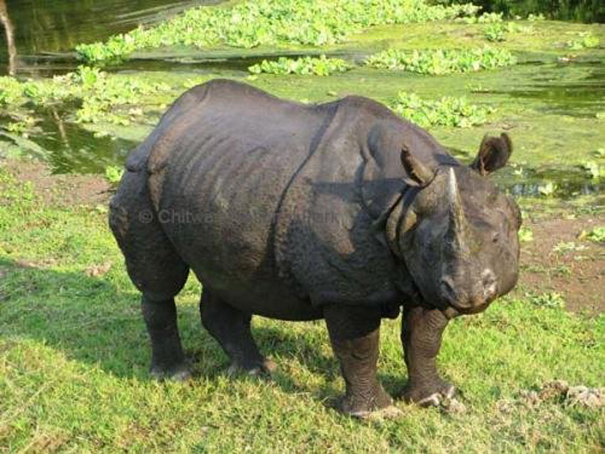 rhino in chitawan